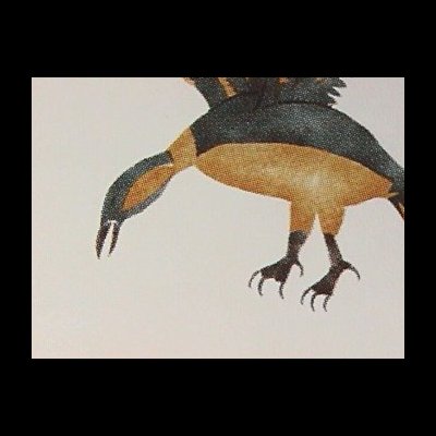  Kiviup Nahaujaqmiuta  [ Hovering Bird ]