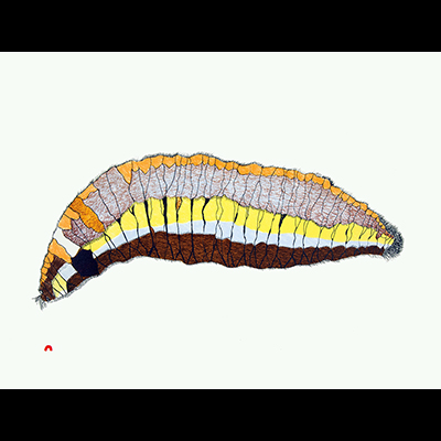  Woollybear Caterpillar