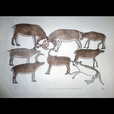  Wolf Eyeing a Herd of Caribou