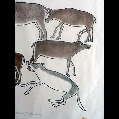  Wolf Eyeing a Herd of Caribou
