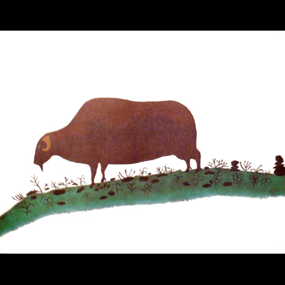  Muskox Grazing on Green Grass