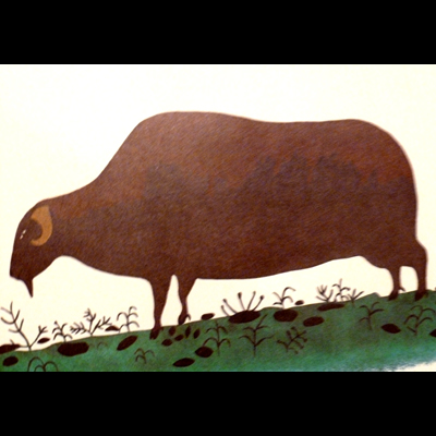  Muskox Grazing on Green Grass