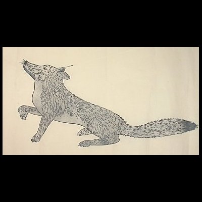  Silver Fox