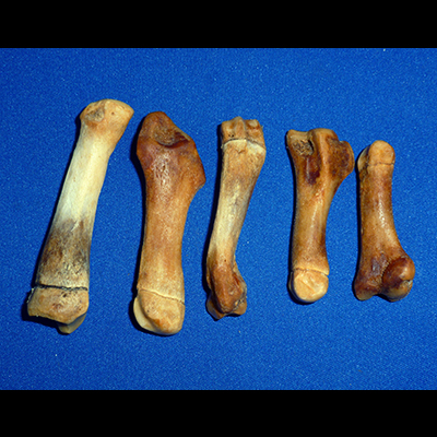 Bone Game (Seal Skin Pouch) Artifact 