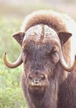 a-muskox.jpg (8865 bytes)